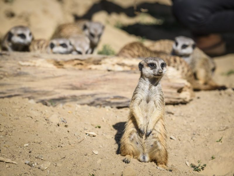 Zoo in NRW: Fremdes Tier in Gehege gesichtet