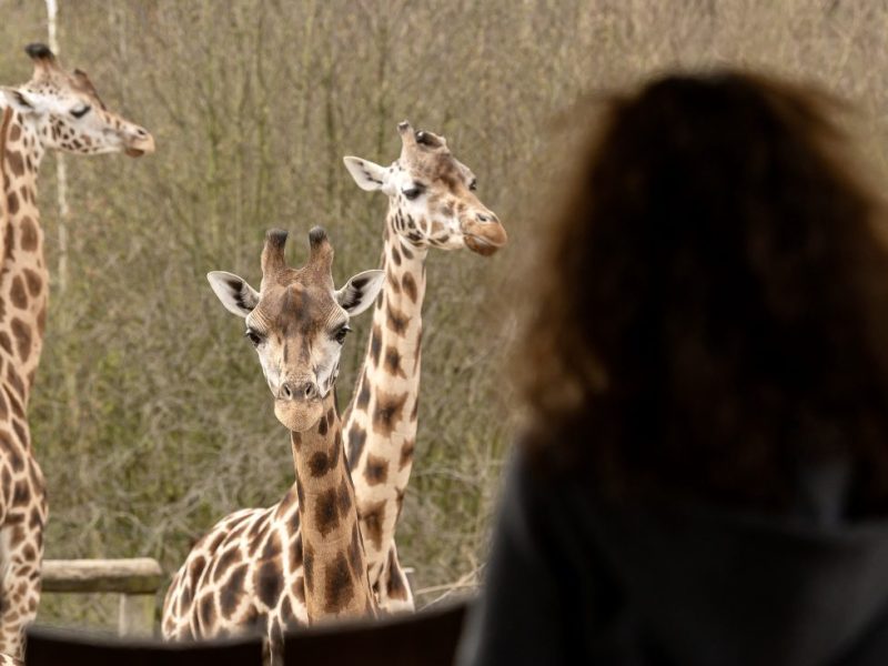 In der Zoom Erlebniswelt Gelsenkirchen gibt es in der Afrika-Welt Neuzugänge!