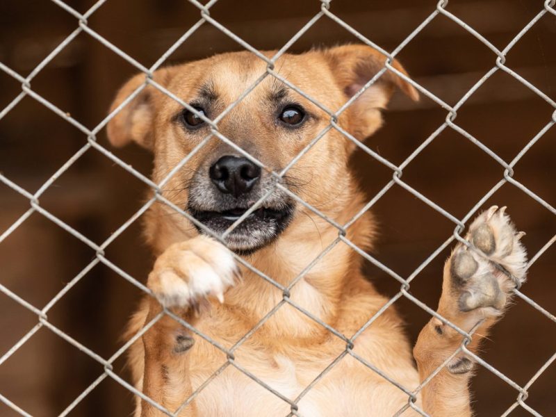 Im Essener Tierheim leidet eine Hündin sehr unter ihrer Situation.