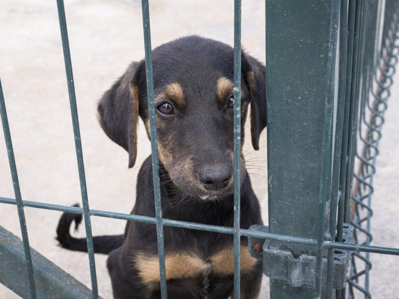 Ein Hund wartet in einem NRW-Tierheim auf ein neues Zuhause. (Symbolfoto)