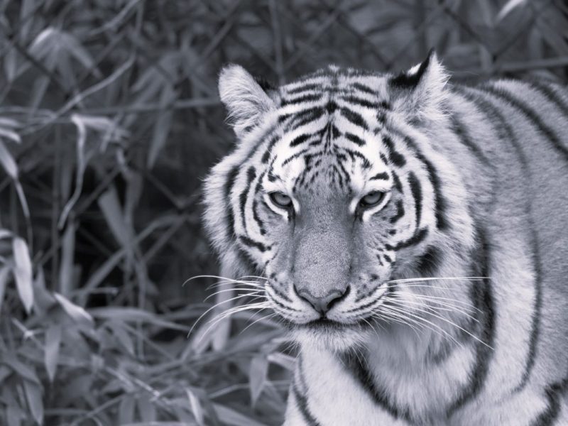 Trauer im Zoom Gelsenkirchen