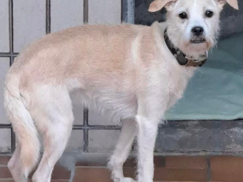 Tierheim Duisburg Melli