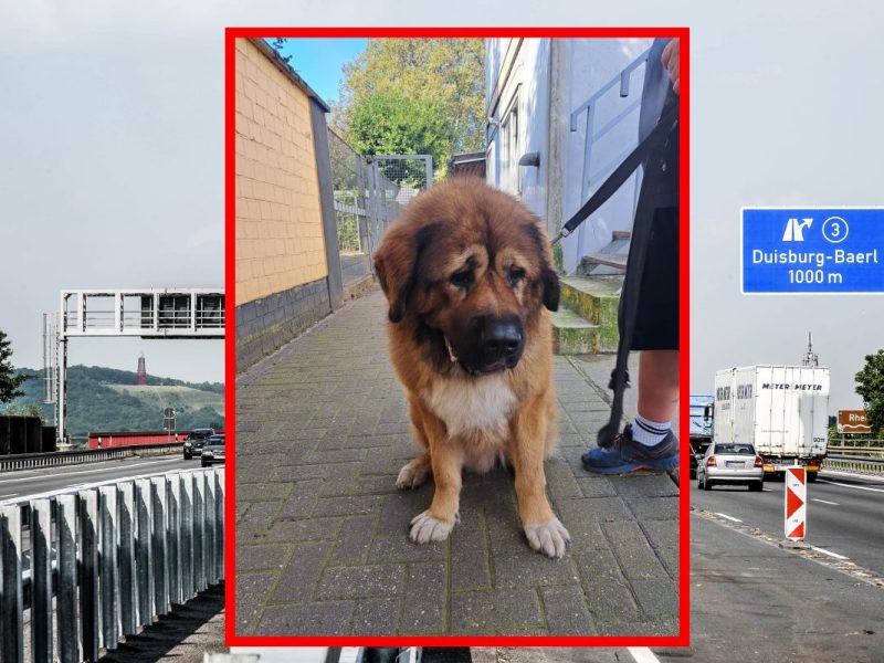 An der A2 in Duisburg wurde ein Hund ausgesetzt.