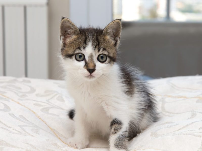 NRW-Tierheim: Schicksal einer kleinen Babykatze.