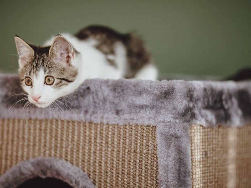 NRW-Tierheim: Seuche geht um.