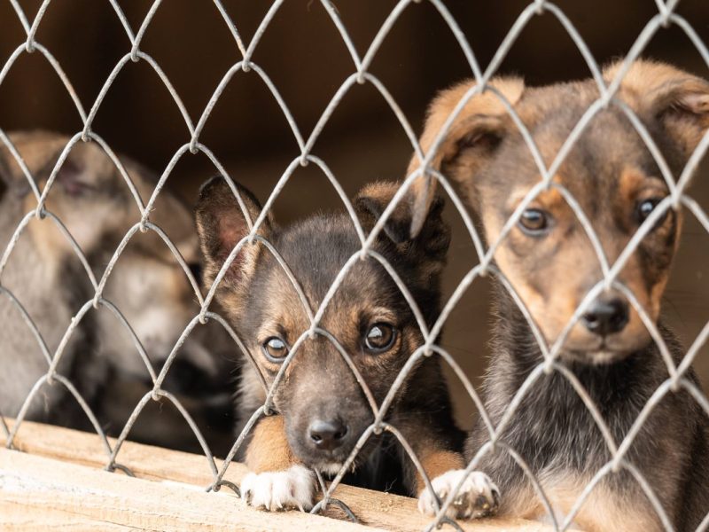 Ein Tierheim in NRW zieht jetzt die Reißleine! (Symbolfoto)