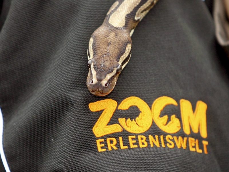 Python mit Logo der der Zoom-Erlebniswelt Gelsenkirchen