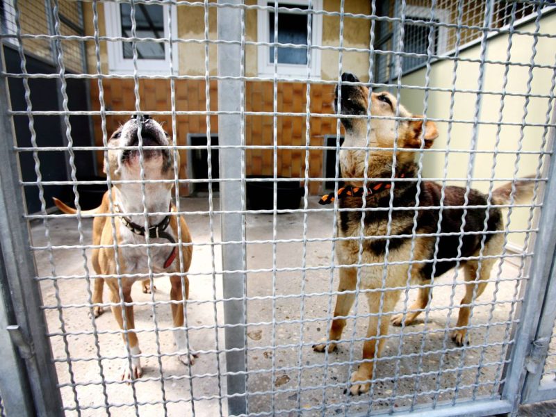 Tierheim in NRW: Chaos im Zwinger - tödliche Gefahr von oben.