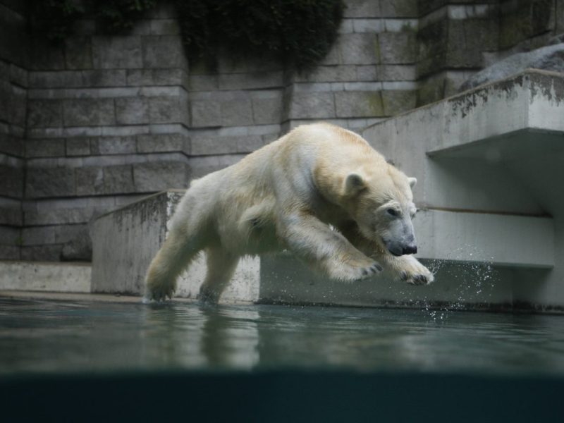 Zoo in NRW: Geheimnisvolle Gestalten sind im Dunkeln unterwegs.