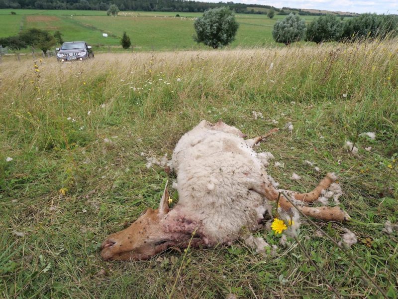 NRW: Raubtier (Symbolbild)