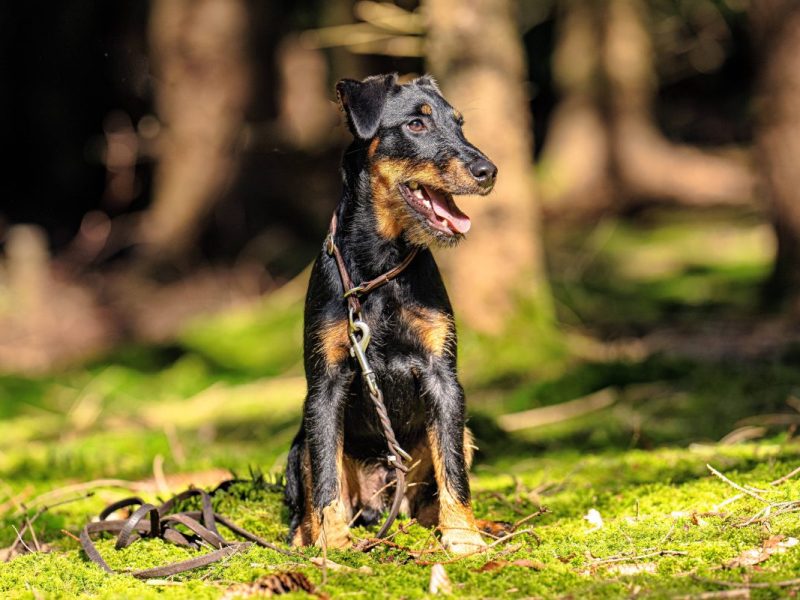 Jagd-Hund im Wald