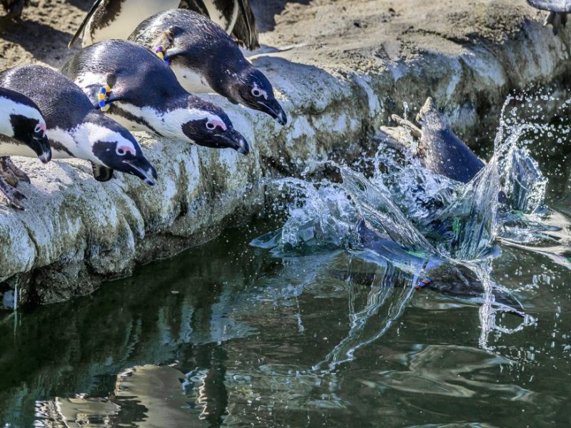 Zoom Gelsenkirchen: Pinguine