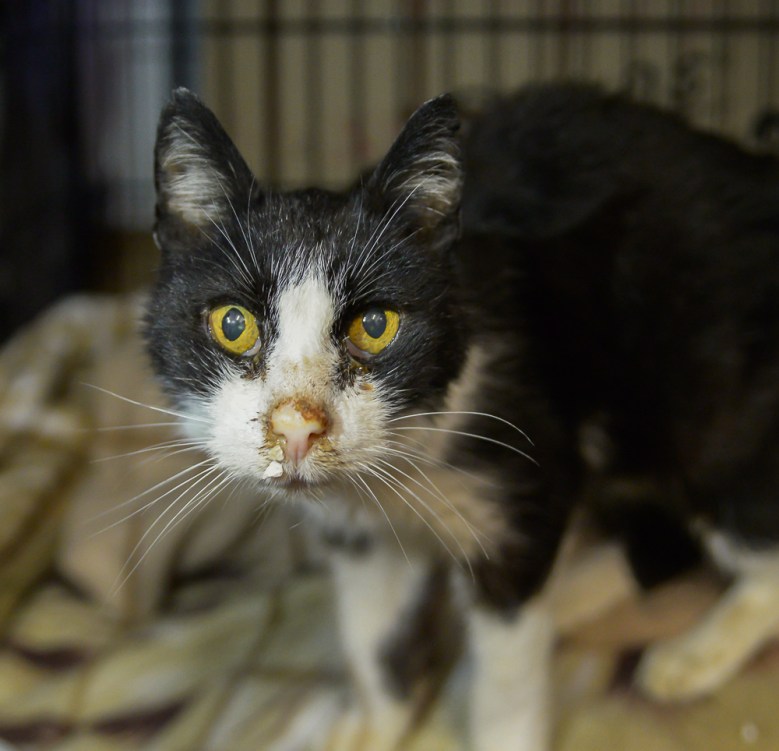 Tierheim Essen: Traurige Bitte wegen verschwundener Tiere.