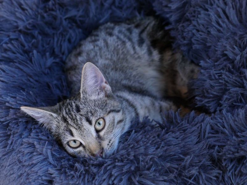 Ein Tierheim in NRW muss vorerst auf Besuche verzichten.