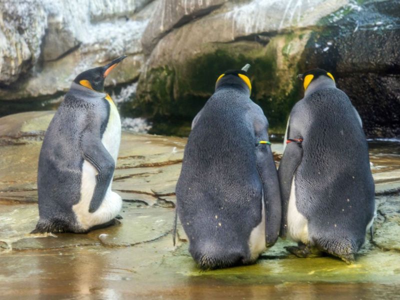 Ein Zoo in NRW muss sich von einem Königspinguin verabschieden.