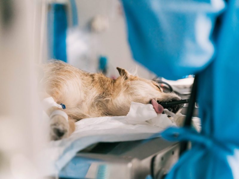 Tierheim NRW: Hund-OP (Symbolbild)