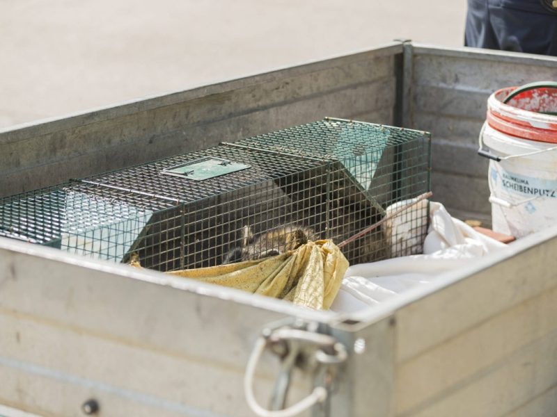 Tierheim: Katzen-Fund Rastplatz (Symbolbild)