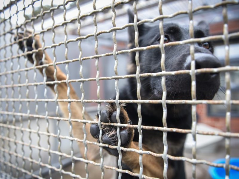 Ein Tierheim in NRW konnte sich über eine große Spende freuen. (Symbolfoto)