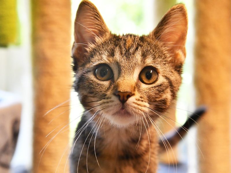 Tierheim NRW (Symbolbild)