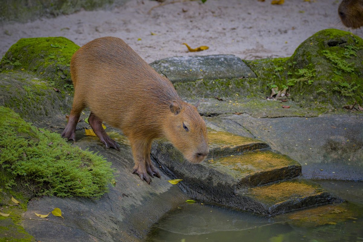 Capybara im Zoo