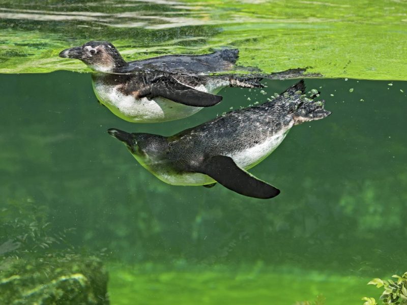 Brillenpinguine im Zoo