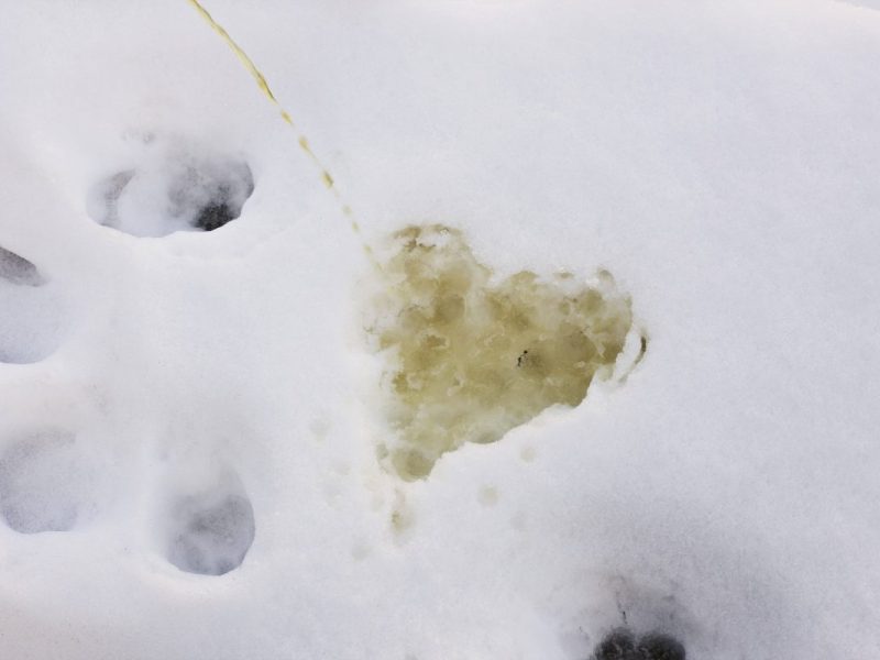 Aldi: Urin - Schneemann