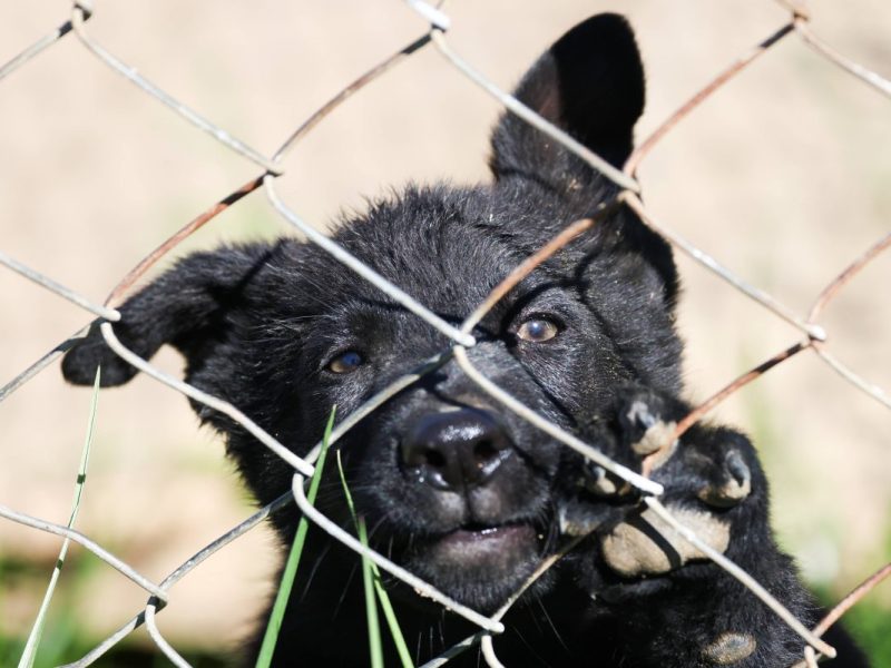 Tierheim NRW: Hilden (Symbolbild)