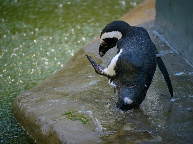 Zoo NRW: Pinguin