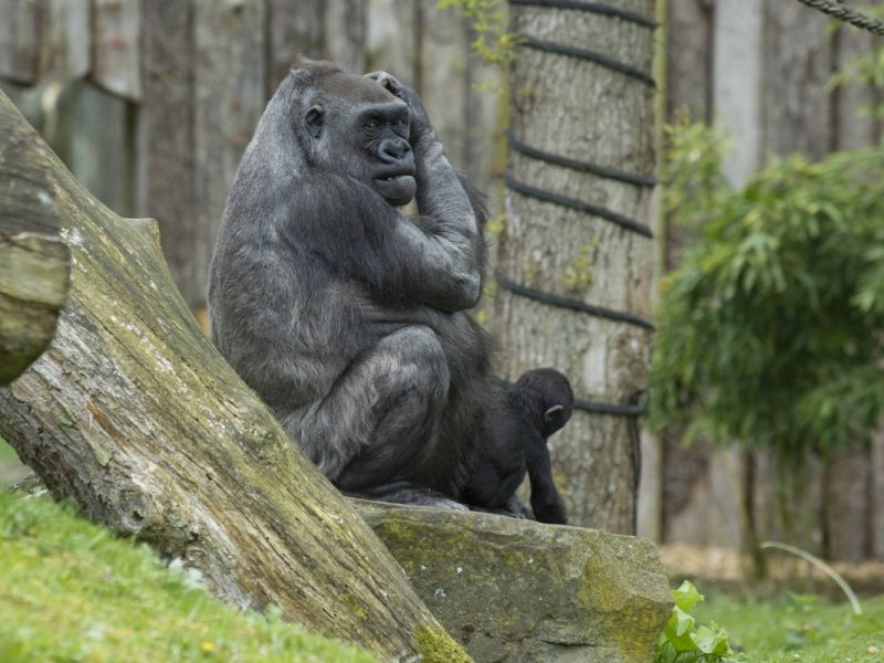 Nachwuchs in einem Zoo in NRW!