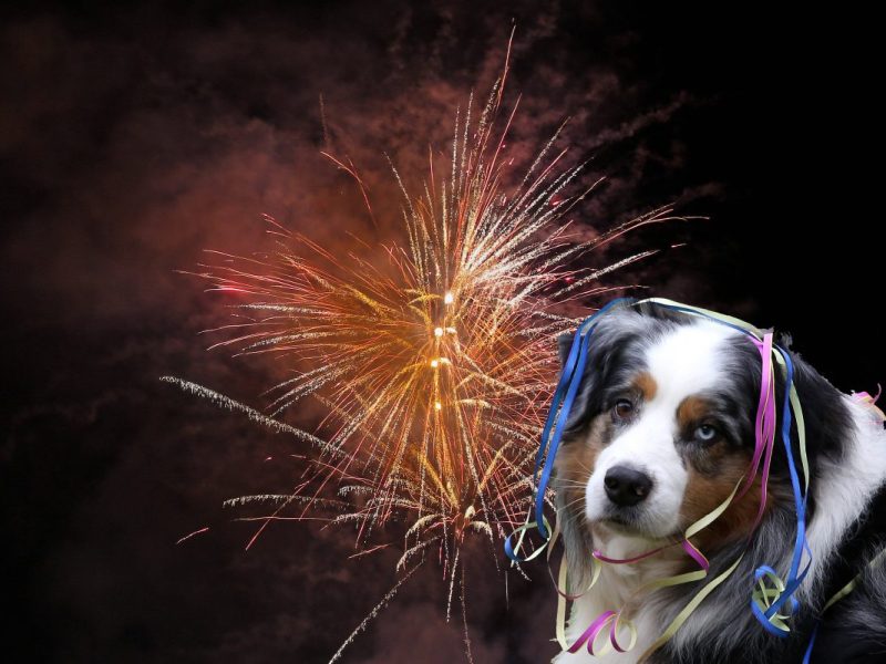 Tierheim Essen: Silvester