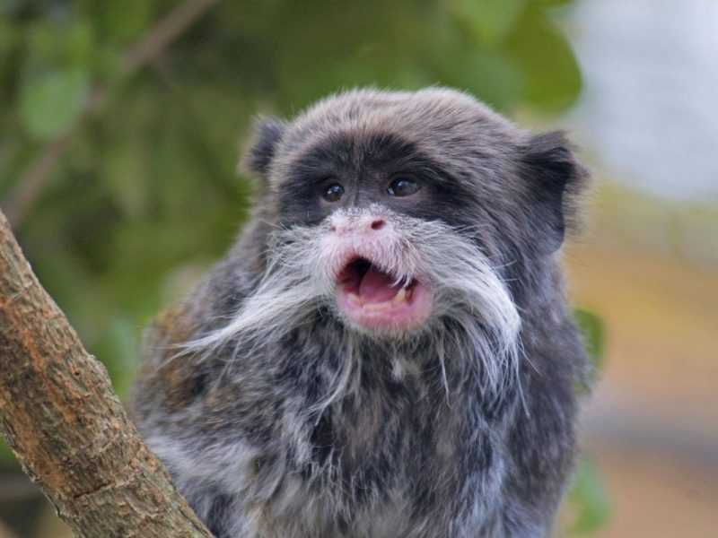 Kaiserschnurrbarttamarin