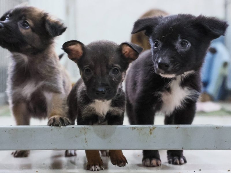 Sechs Welpen landeten in einem NRW-Tierheim. (Symbolfoto)