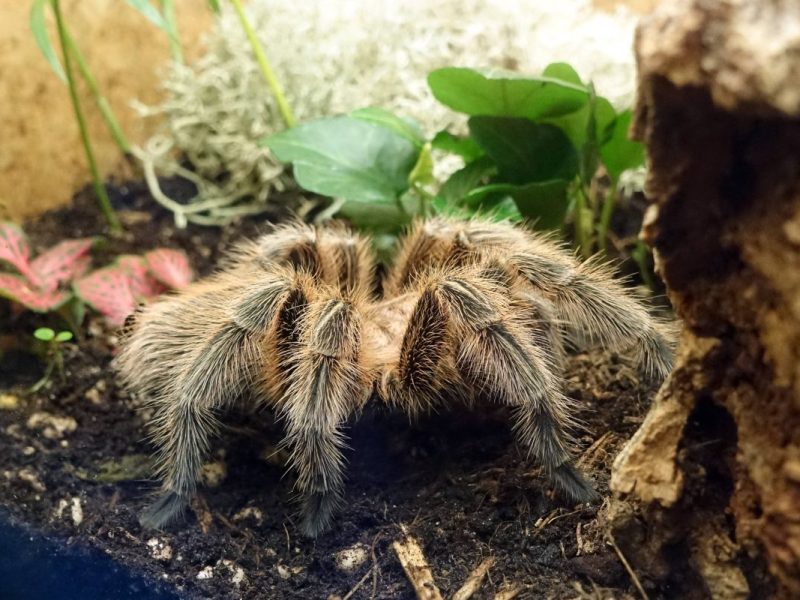 Eine rote Chile-Vogelspinne