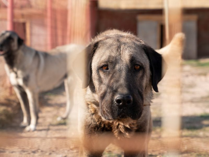 Kangal-Mix: Hund im Tierheim