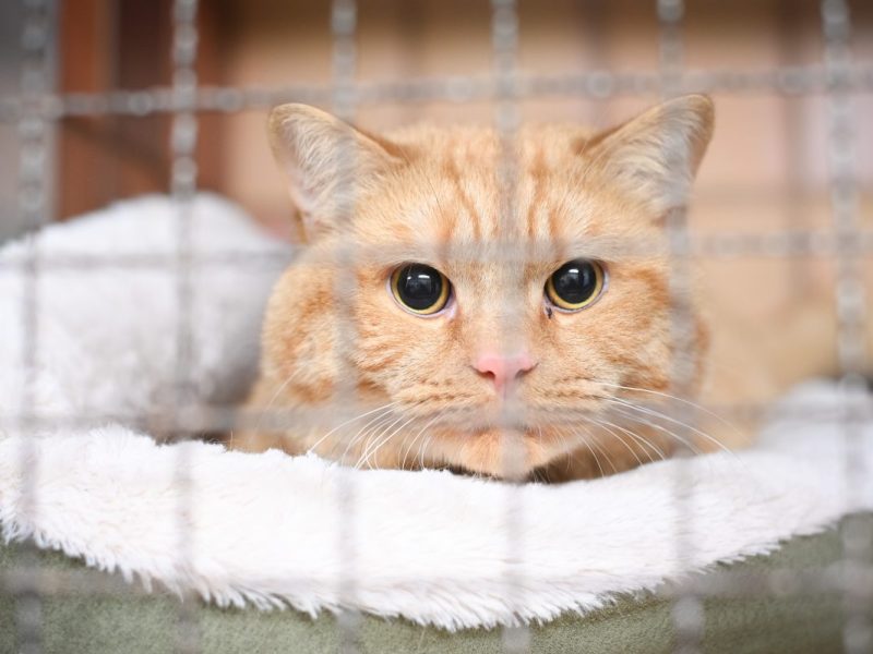 Katze im Tierheim