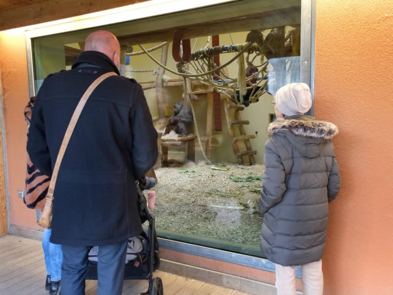 Zoo NRW: Baby - Nachwuchs