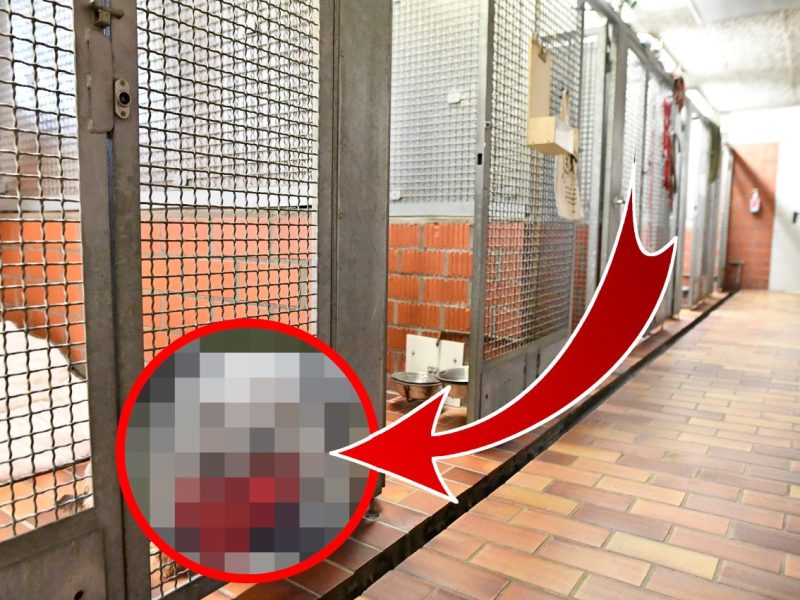 tierheim essen schopfhund