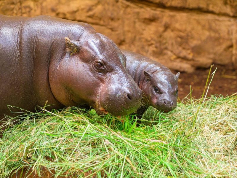 Zoo Duisburg: Zwergflusspferdhaus