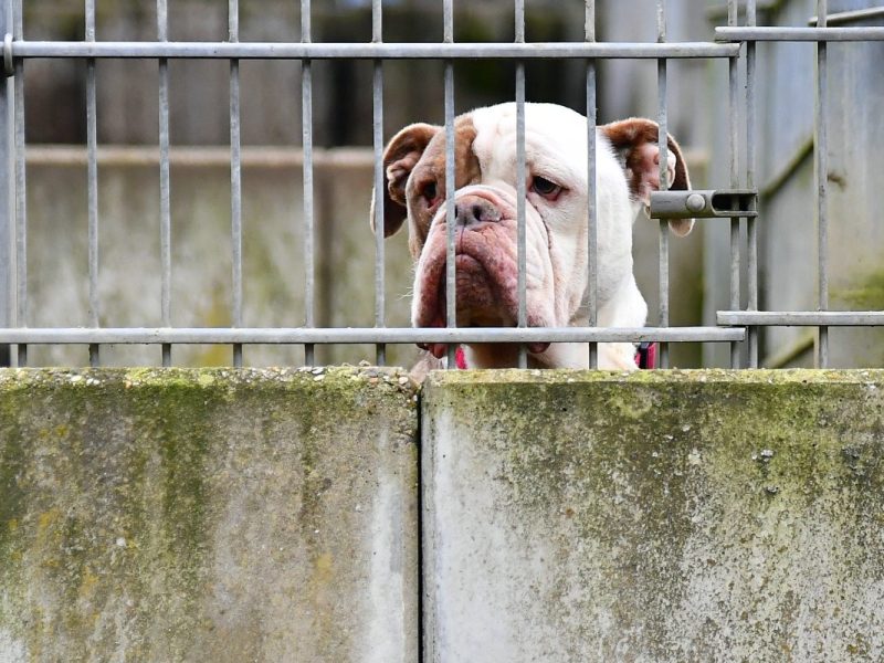 Das Tierheim Bochum hat eine Meldung von einem ehemaligen Bewohner bekommen. (Symbolfoto)