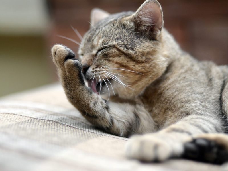 Katze in NRW-Tierheim hat seltsame Beule.