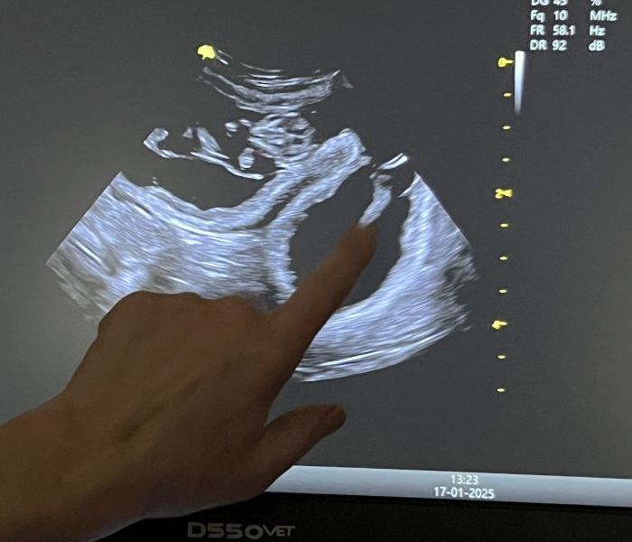 Tierheim in NRW: Auf Rettung folgt das Katzen-Drama!