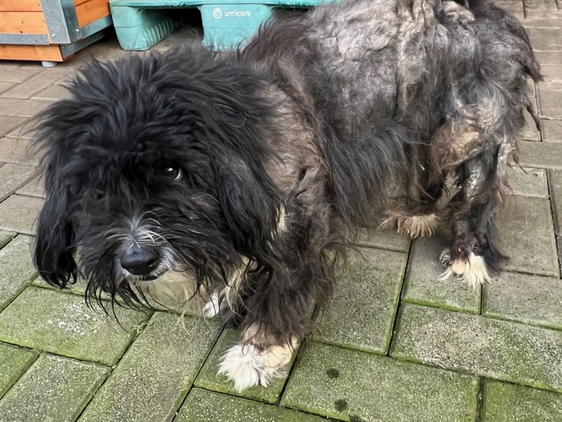 Tierheim in NRW muss Hund aufnehmen – sein Anblick ist „nichts für schwache Nerven“