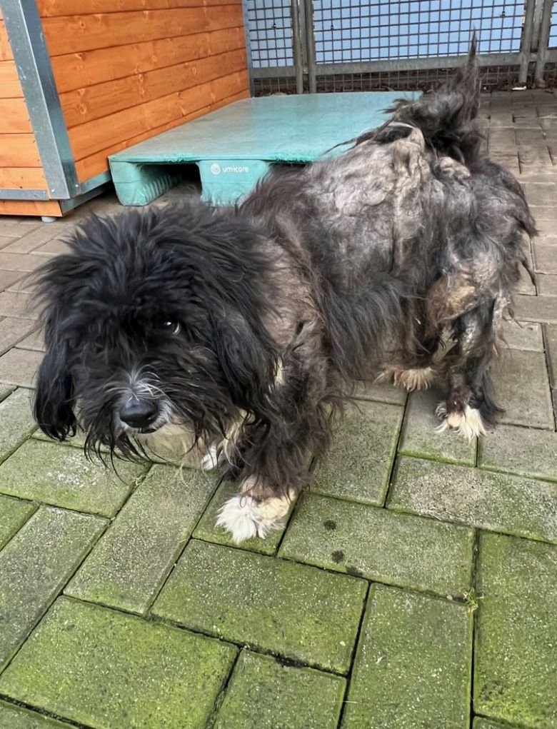 Hund Teddy im Tierheim in Köln-Dellbrück